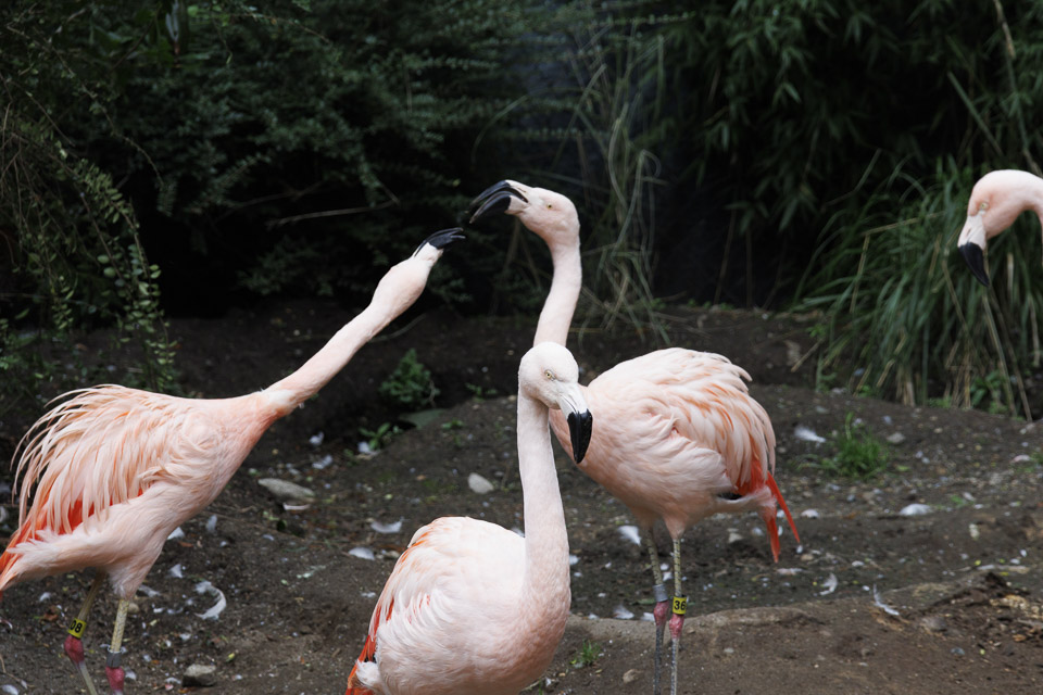 Woodland Park Zoo — photo 32